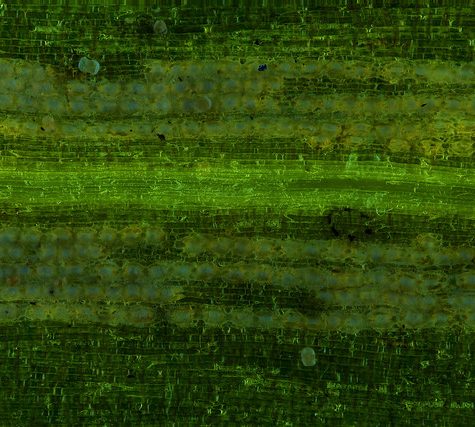 Ginkgo Leaf, Portland Oregon