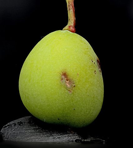 Ginkgo Leaf, Portland Oregon