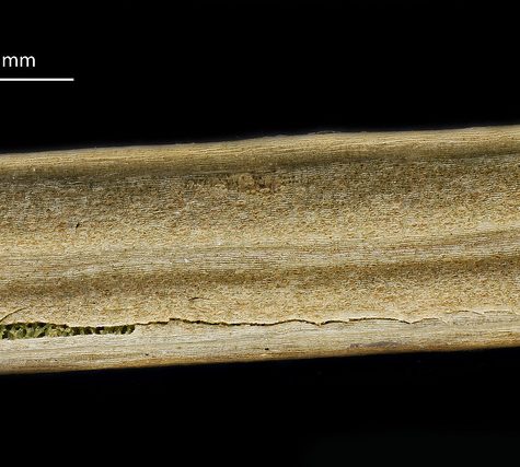 Ginkgo Leaf, Portland Oregon