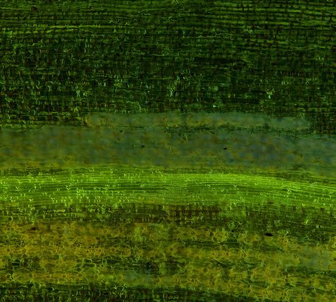 Ginkgo Leaf, Portland Oregon