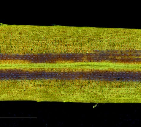 Ginkgo Leaf, Portland Oregon