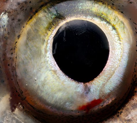 Golden Shiner Eye
