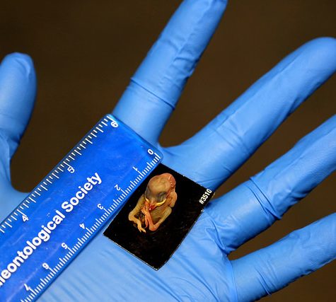 Hummingbird Tail feather Floating on water's surface at Sunset