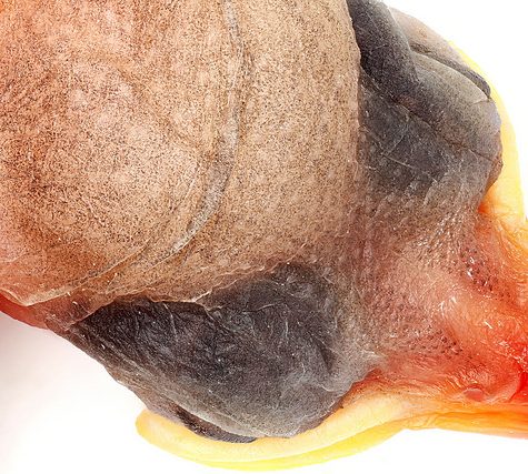 Hummingbird Tail feather Floating on water's surface at Sunset