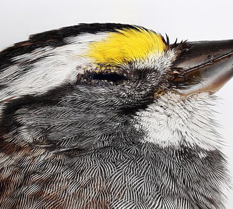 Hummingbird Tail feather Floating on water's surface at Sunset