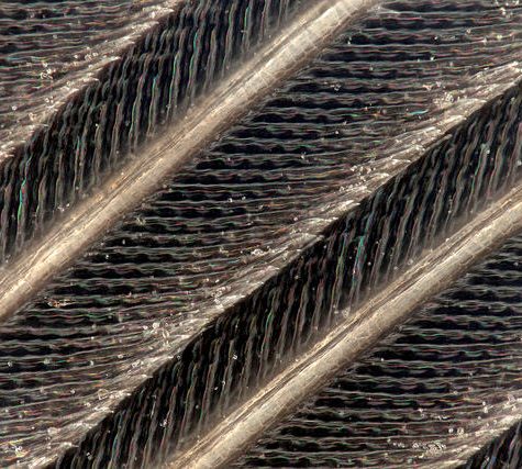 Hummingbird Tail feather Floating on water's surface at Sunset