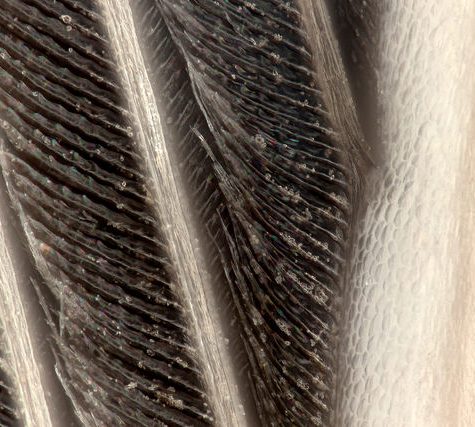 Hummingbird Tail feather Floating on water's surface at Sunset