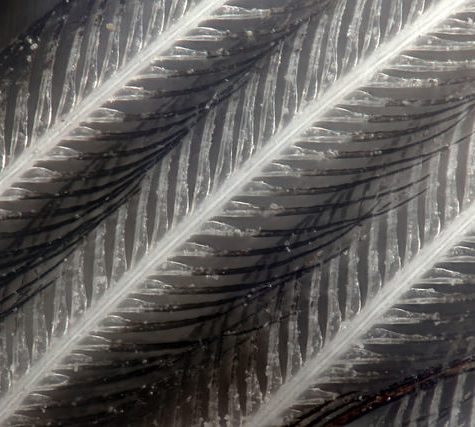 Hummingbird Tail feather Floating on water's surface at Sunset