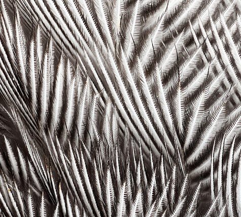 Hummingbird Tail feather Floating on water's surface at Sunset