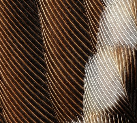 Hummingbird Tail feather Floating on water's surface at Sunset