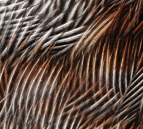Hummingbird Tail feather Floating on water's surface at Sunset
