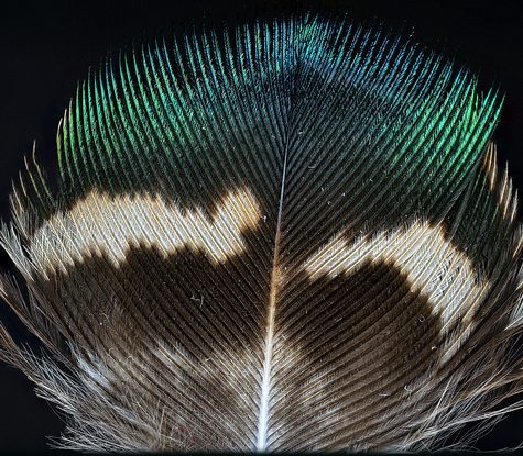 Hummingbird Tail feather Floating on water's surface at Sunset