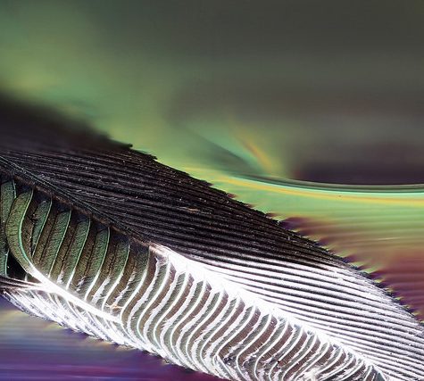 Hummingbird Tail feather Floating on water's surface at Sunset