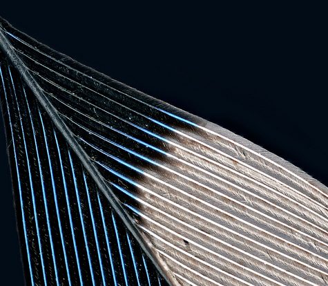 Hummingbird Tail feather Floating on water's surface at Sunset