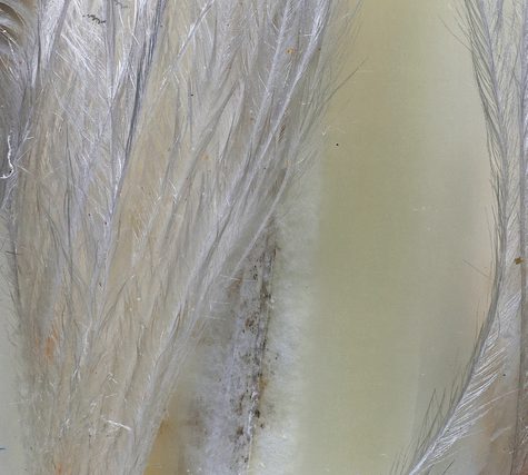 Hummingbird Tail feather Floating on water's surface at Sunset