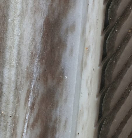 Hummingbird Tail feather Floating on water's surface at Sunset