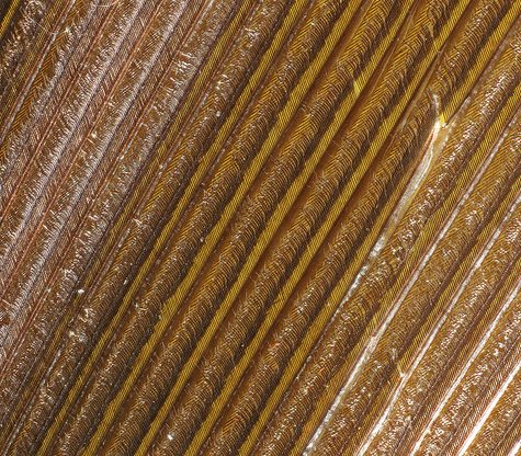 Hummingbird Tail feather Floating on water's surface at Sunset