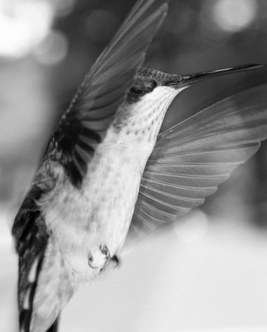 Hummingbird Tail feather Floating on water's surface at Sunset
