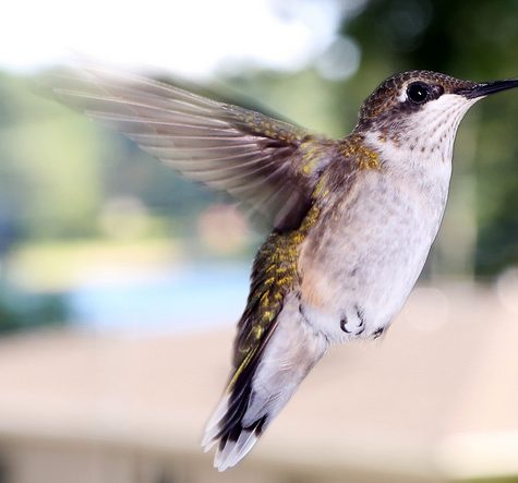 Hummingbird Tail feather Floating on water's surface at Sunset