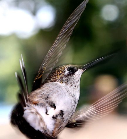 Hummingbird Tail feather Floating on water's surface at Sunset