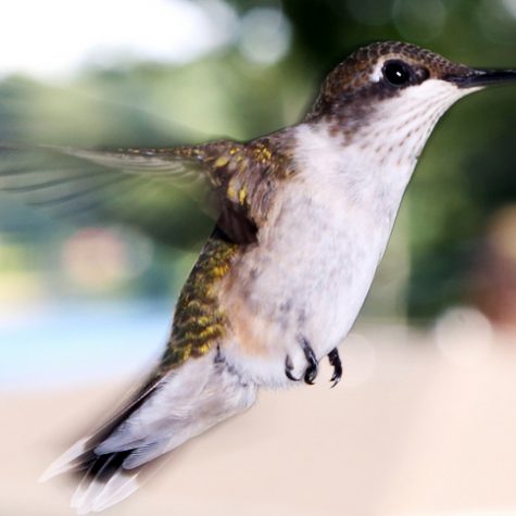 Hummingbird Tail feather Floating on water's surface at Sunset