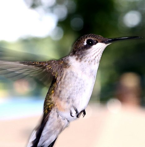 Hummingbird Tail feather Floating on water's surface at Sunset
