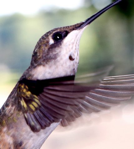 Hummingbird Tail feather Floating on water's surface at Sunset