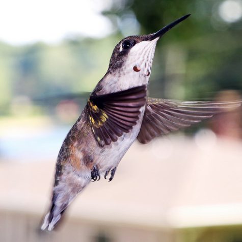 Hummingbird Tail feather Floating on water's surface at Sunset