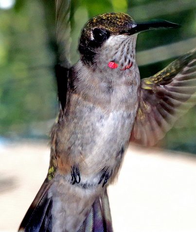 Hummingbird Tail feather Floating on water's surface at Sunset