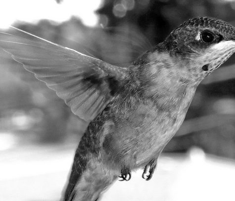 Hummingbird Tail feather Floating on water's surface at Sunset
