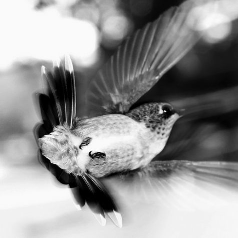 Hummingbird Tail feather Floating on water's surface at Sunset