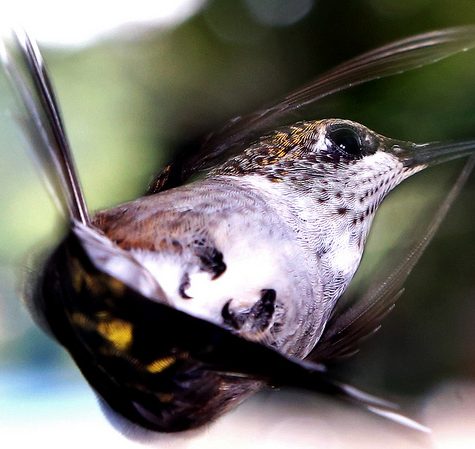 Hummingbird Tail feather Floating on water's surface at Sunset