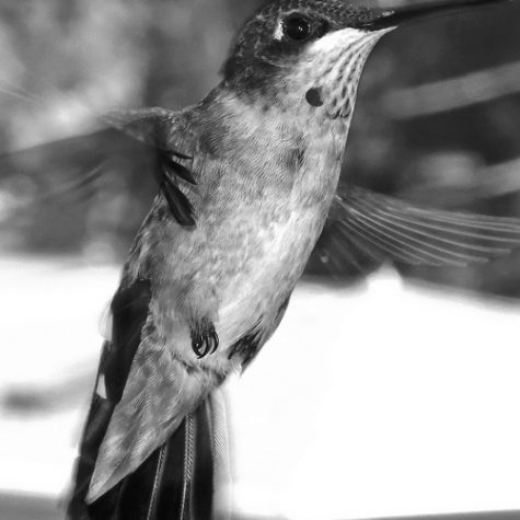 Hummingbird Tail feather Floating on water's surface at Sunset