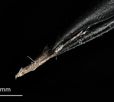 Hummingbird Tail feather Floating on water's surface at Sunset