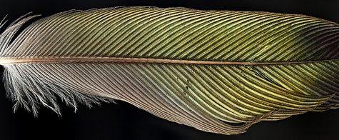Hummingbird Tail feather Floating on water's surface at Sunset