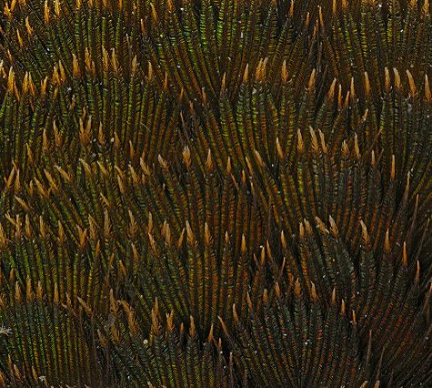 Hummingbird Tail feather Floating on water's surface at Sunset