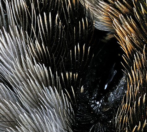Hummingbird Tail feather Floating on water's surface at Sunset