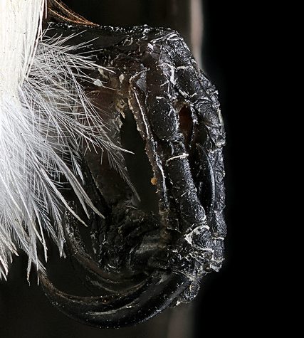 Hummingbird Tail feather Floating on water's surface at Sunset