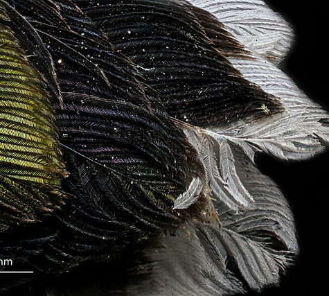 Hummingbird Tail feather Floating on water's surface at Sunset