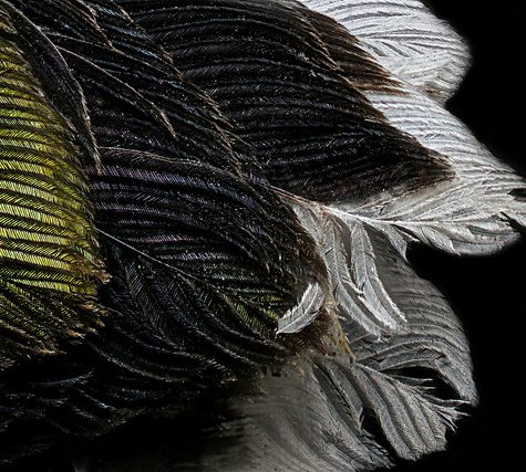 Hummingbird Tail feather Floating on water's surface at Sunset