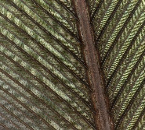 Hummingbird Tail feather Floating on water's surface at Sunset
