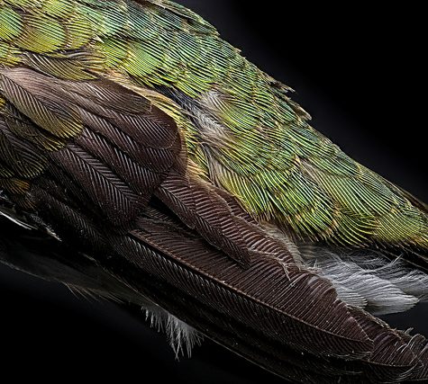 Hummingbird Tail feather Floating on water's surface at Sunset