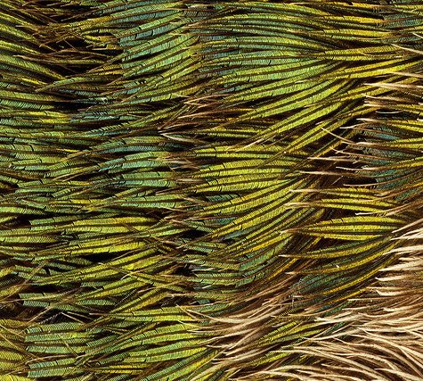 Hummingbird Tail feather Floating on water's surface at Sunset