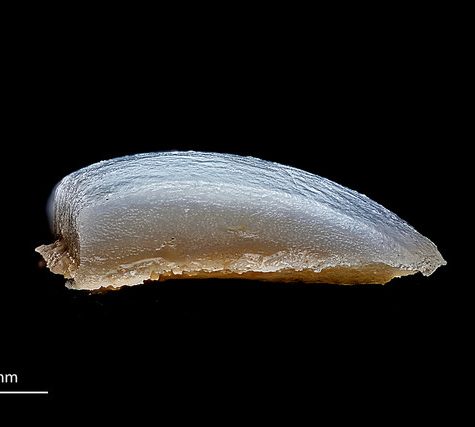 Hummingbird Tail feather Floating on water's surface at Sunset