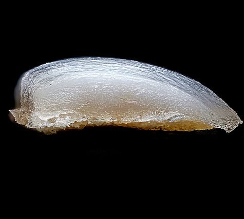 Hummingbird Tail feather Floating on water's surface at Sunset