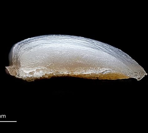 Hummingbird Tail feather Floating on water's surface at Sunset