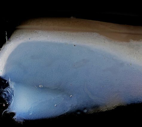 Hummingbird Tail feather Floating on water's surface at Sunset