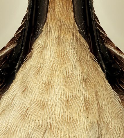 Hummingbird Tail feather Floating on water's surface at Sunset