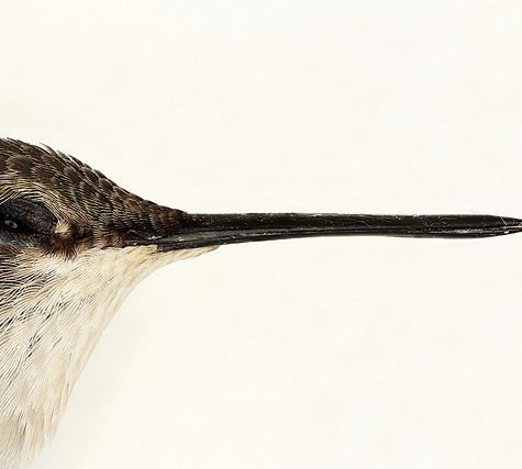 Hummingbird Tail feather Floating on water's surface at Sunset