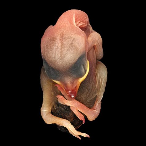 Hummingbird Tail feather Floating on water's surface at Sunset